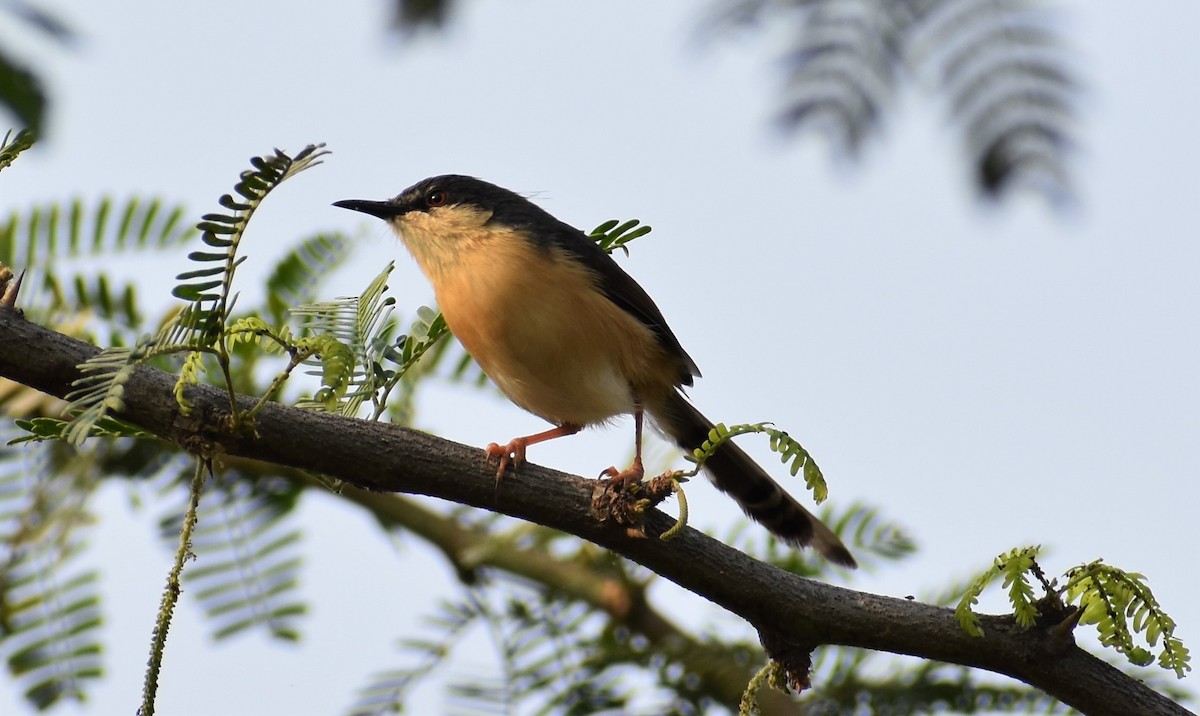 Ashy Prinia - ML139765161