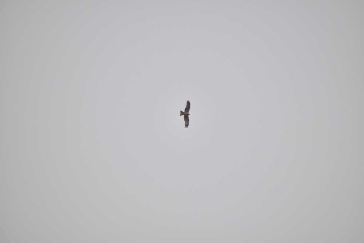 Black Kite - Ashraf Shaikh