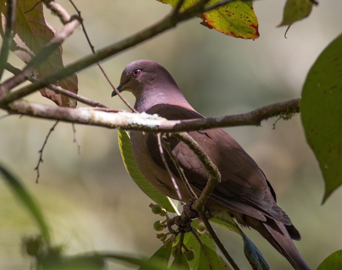 Ruddy Pigeon - ML139765521