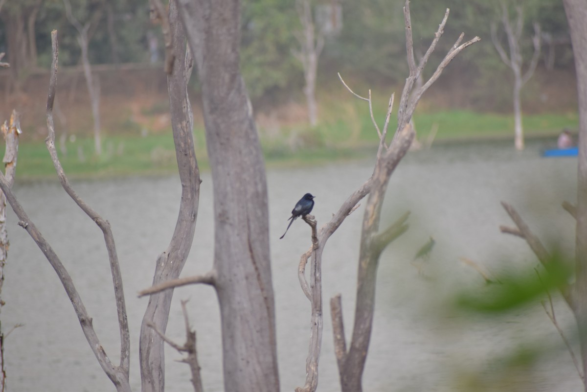 Black Drongo - ML139765551