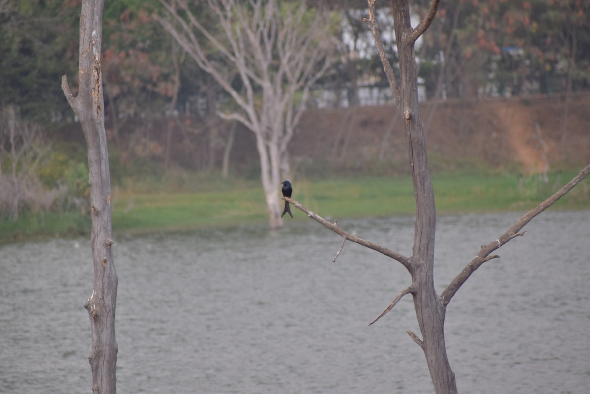 Black Drongo - ML139765591