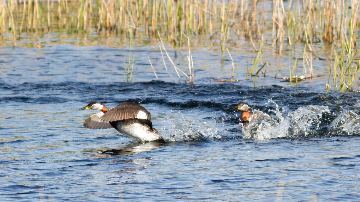 Red-necked Grebe - ML139765961