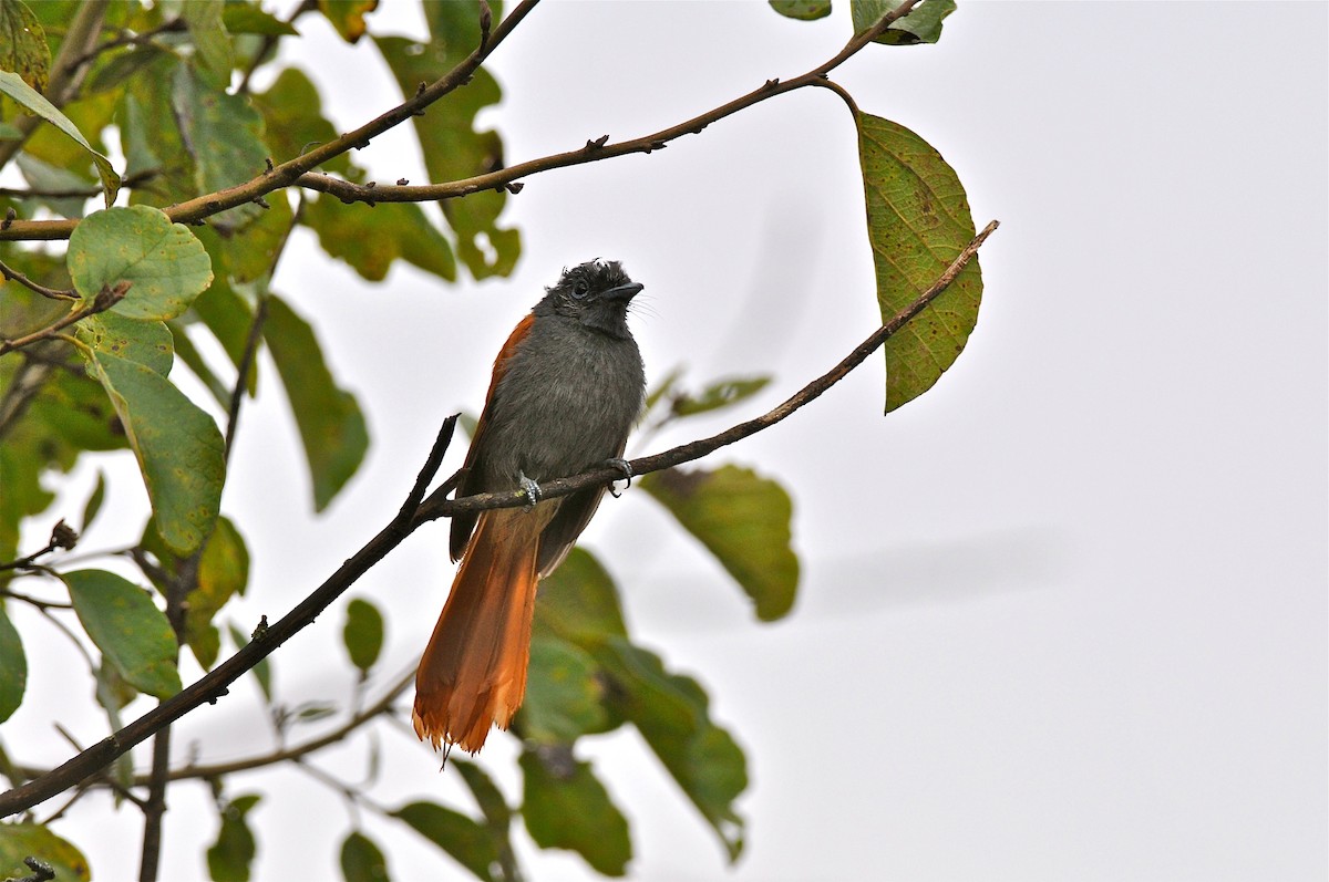 African Paradise-Flycatcher - ML139766101