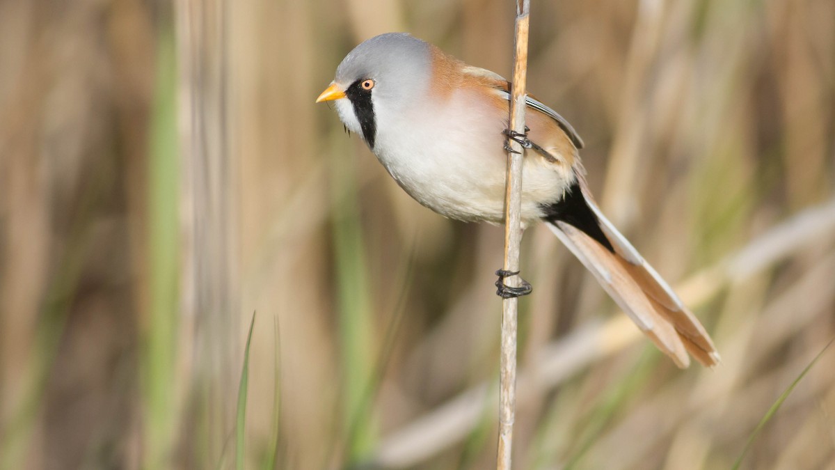 Bearded Reedling - ML139766621