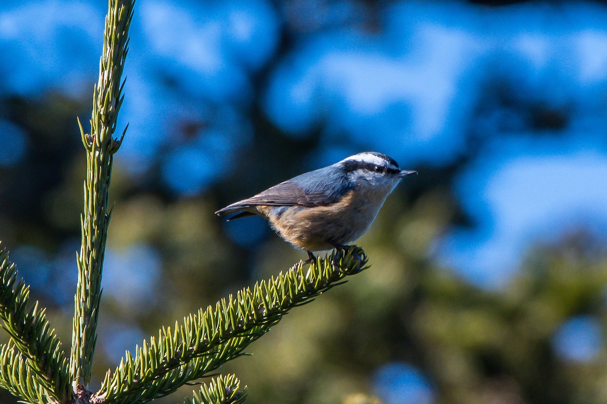 Red-breasted Nuthatch - ML139766811