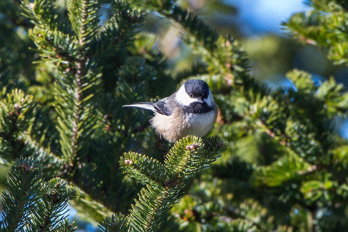 Black-capped Chickadee - ML139766901