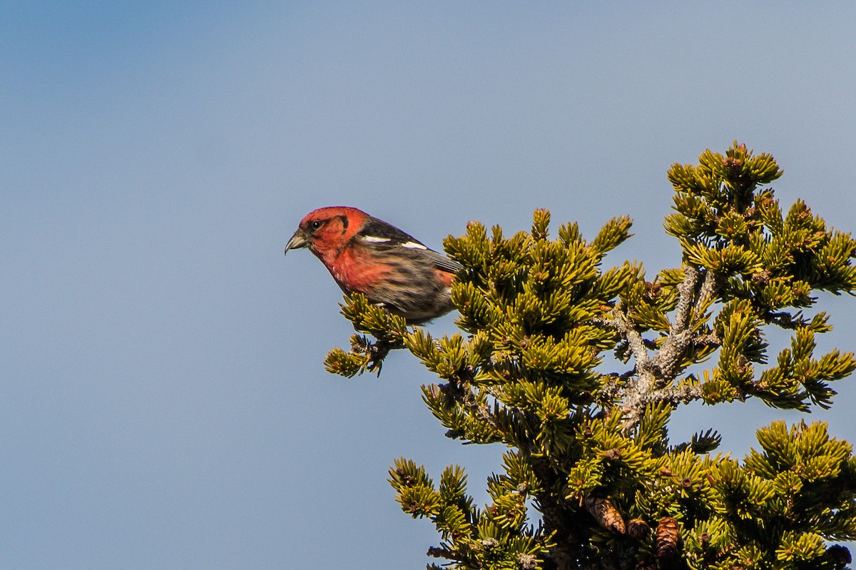 White-winged Crossbill - ML139766921