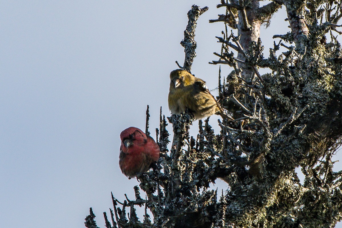 White-winged Crossbill - ML139766941