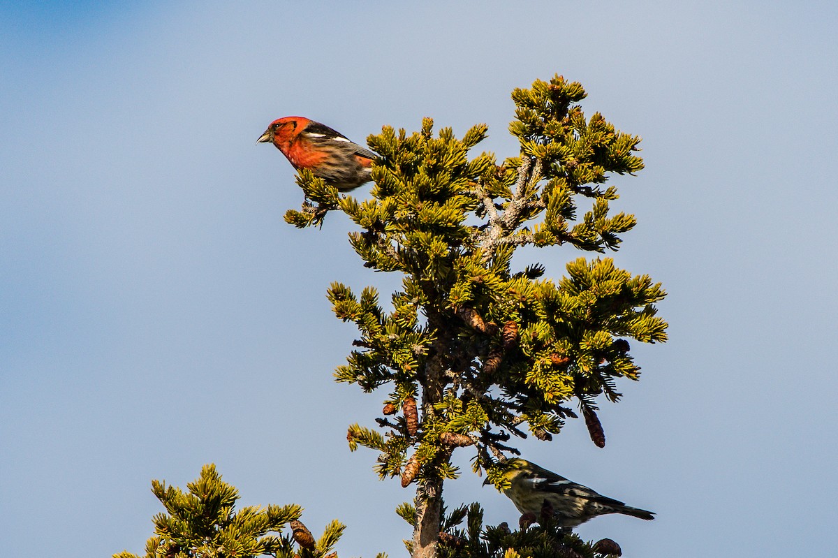 White-winged Crossbill - ML139766951