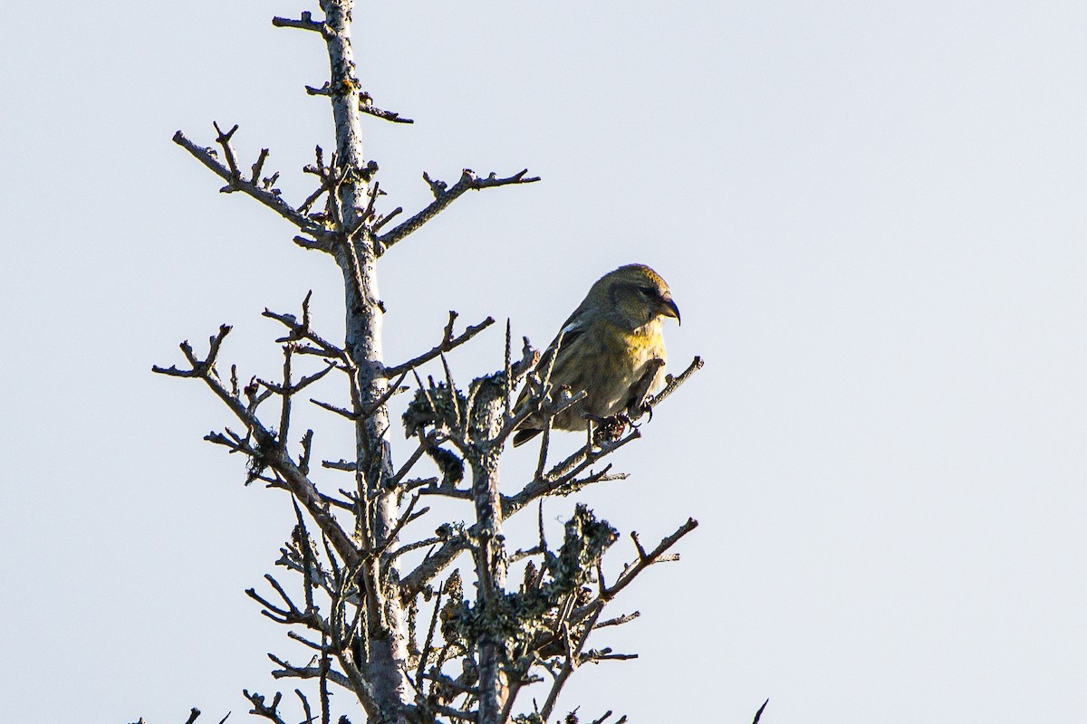 White-winged Crossbill - ML139766961