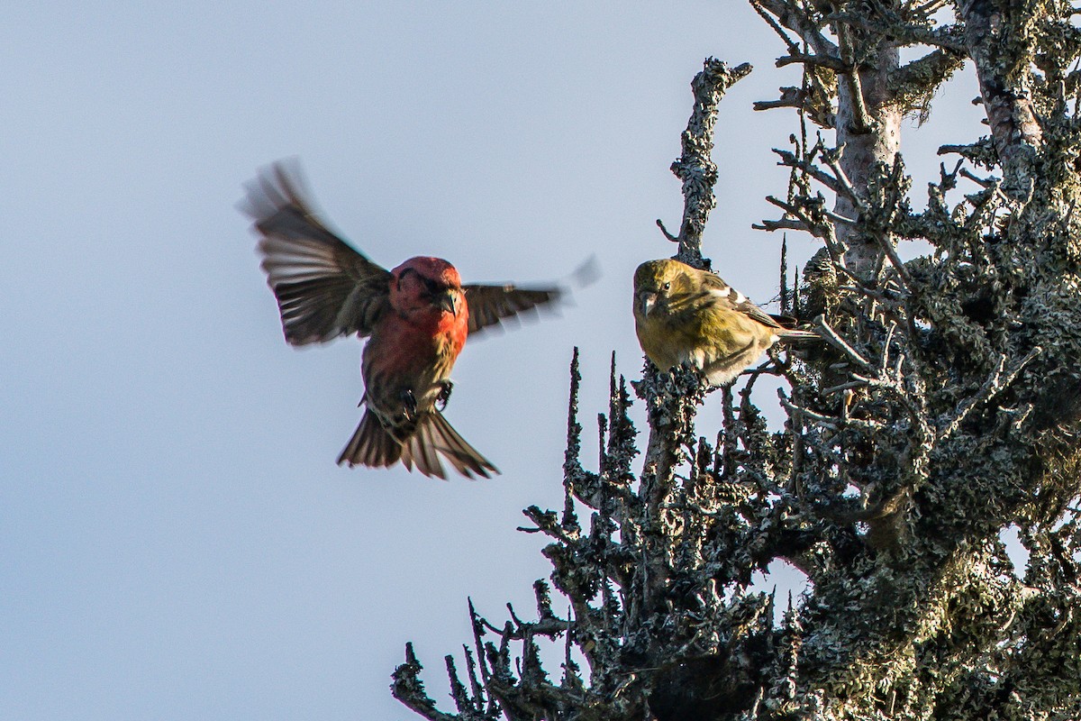 White-winged Crossbill - ML139766991