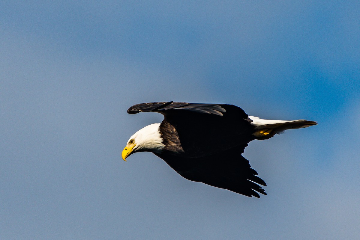 Bald Eagle - ML139767011