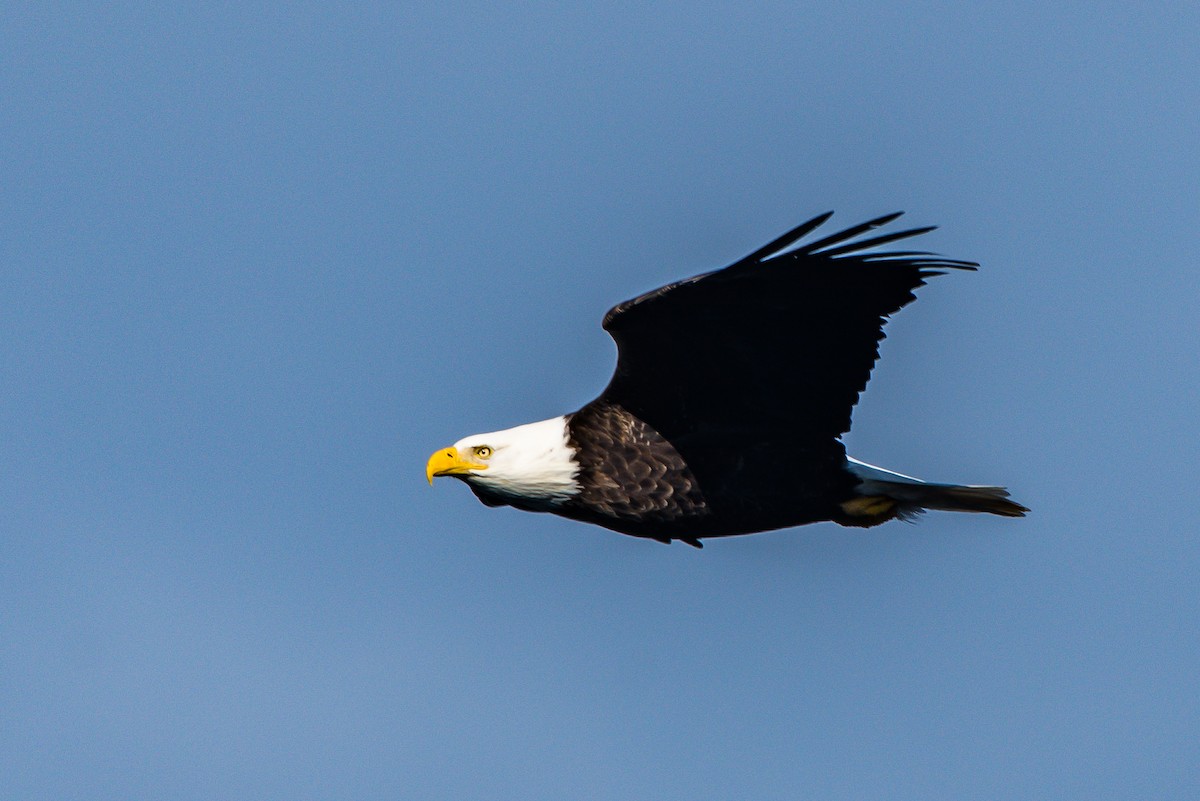 Bald Eagle - ML139767021