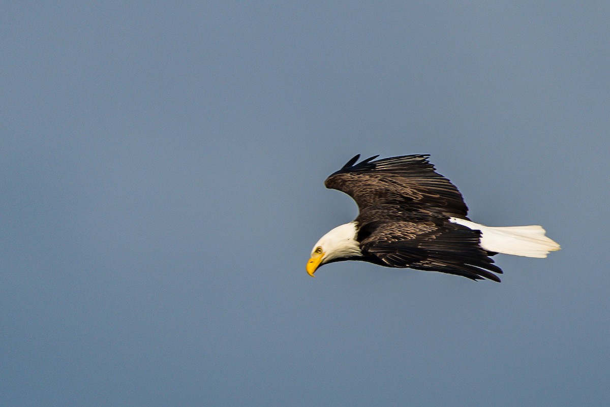 Bald Eagle - ML139767051