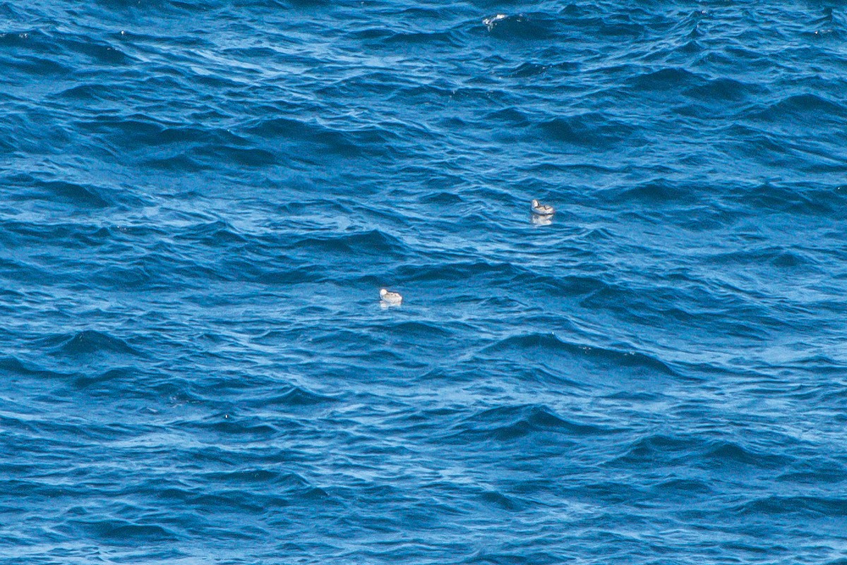 Black Guillemot - ML139767261