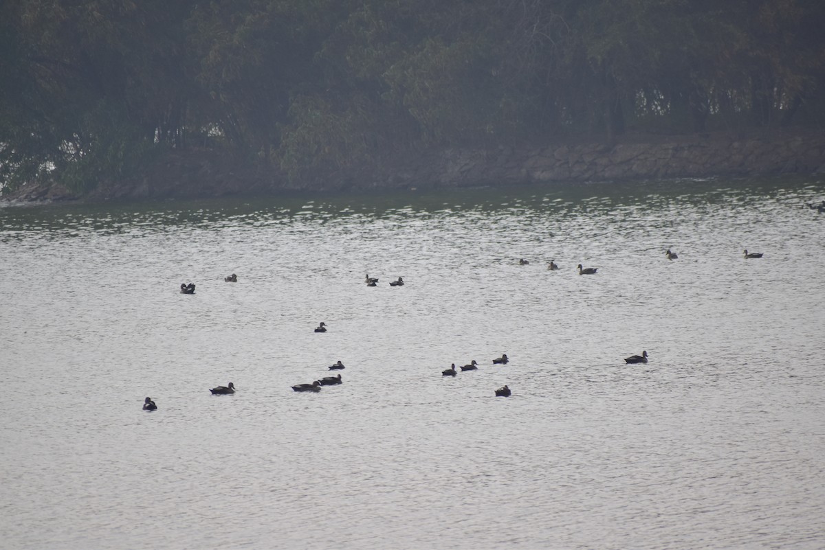 Indian Spot-billed Duck - ML139768241