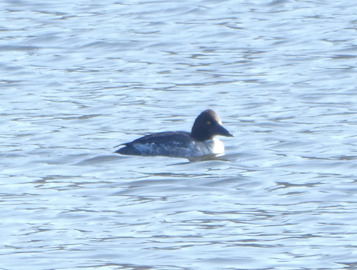 Common Goldeneye - ML139768821