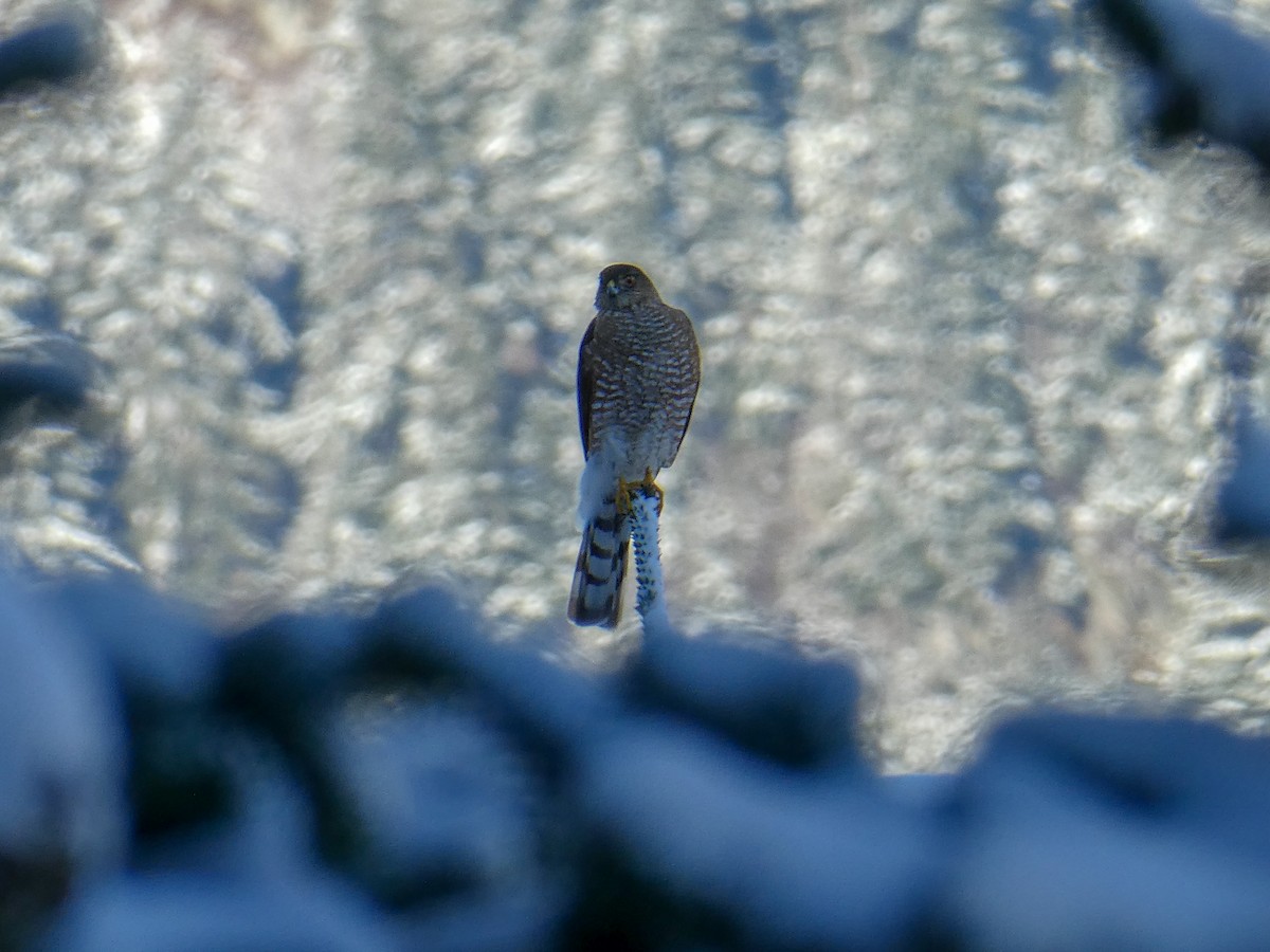 Sharp-shinned Hawk - ML139769901