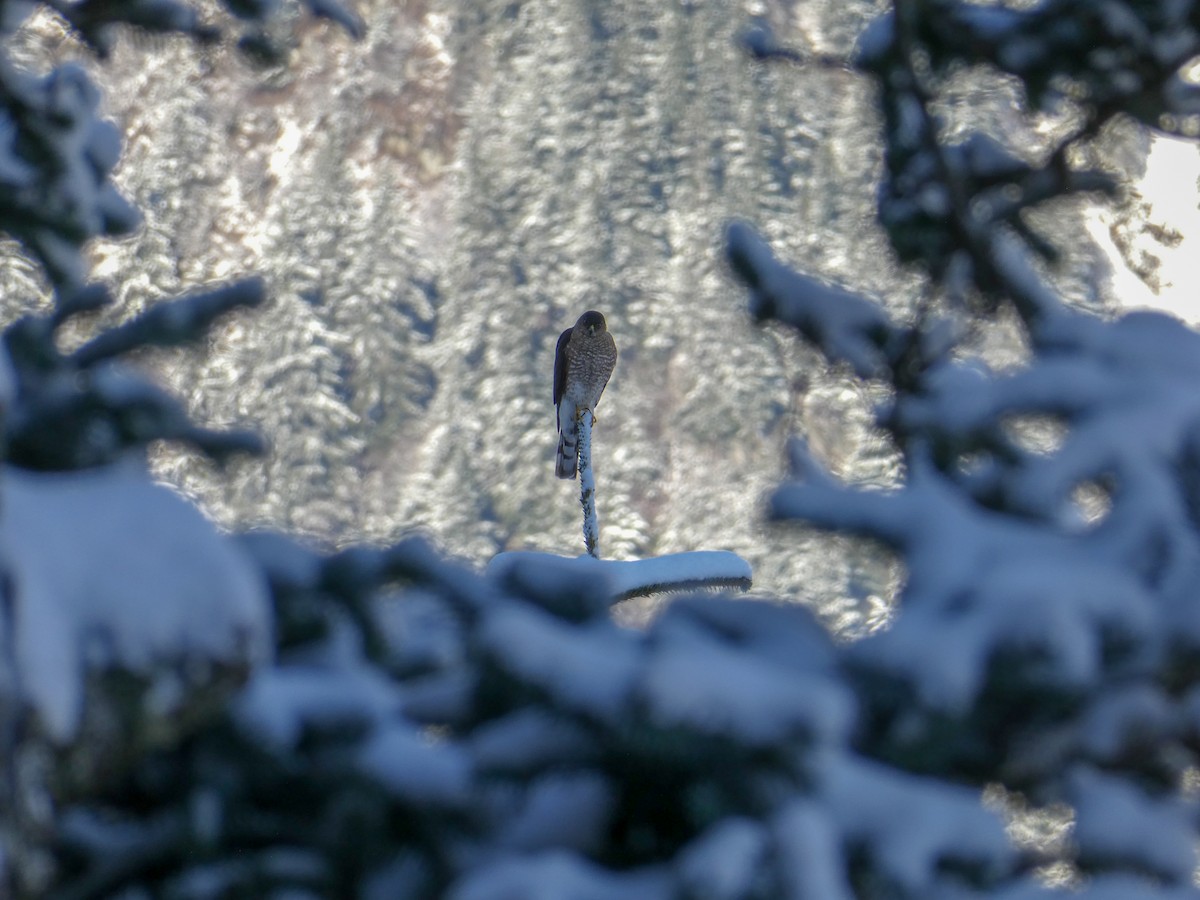 Sharp-shinned Hawk - ML139769911