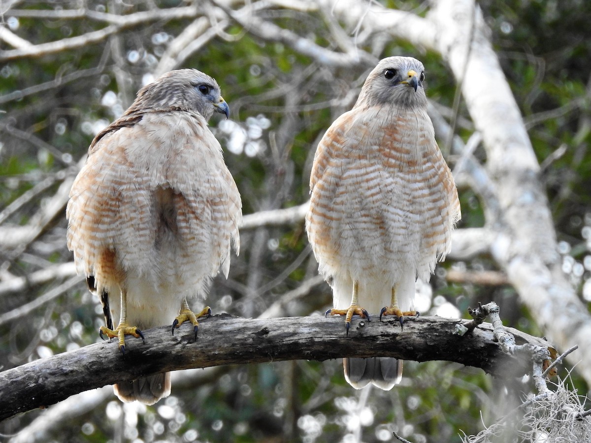 Red-shouldered Hawk - S. K.  Jones