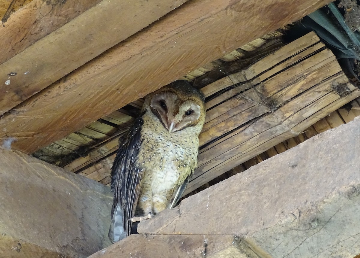 American Barn Owl (Galapagos) - Claus Holzapfel