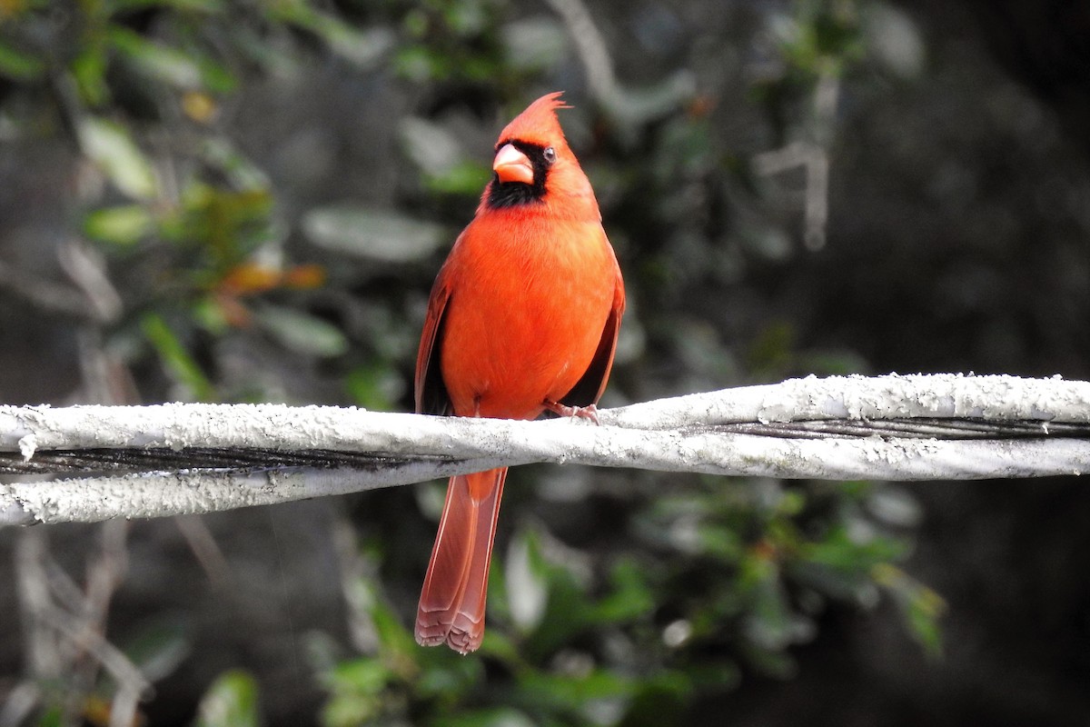 Northern Cardinal - ML139771681