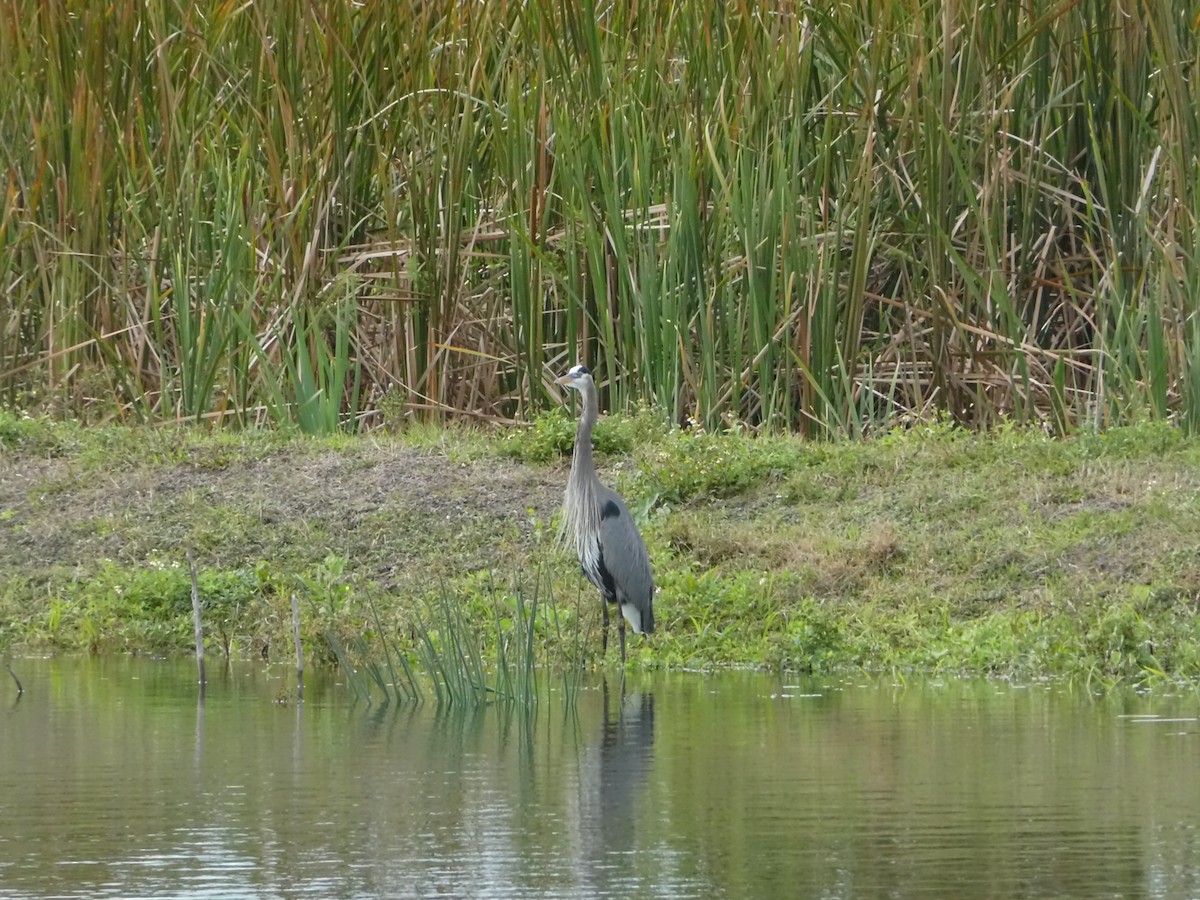 Great Blue Heron (Great Blue) - ML139771901