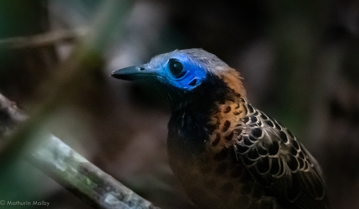 Ocellated Antbird - ML139773091