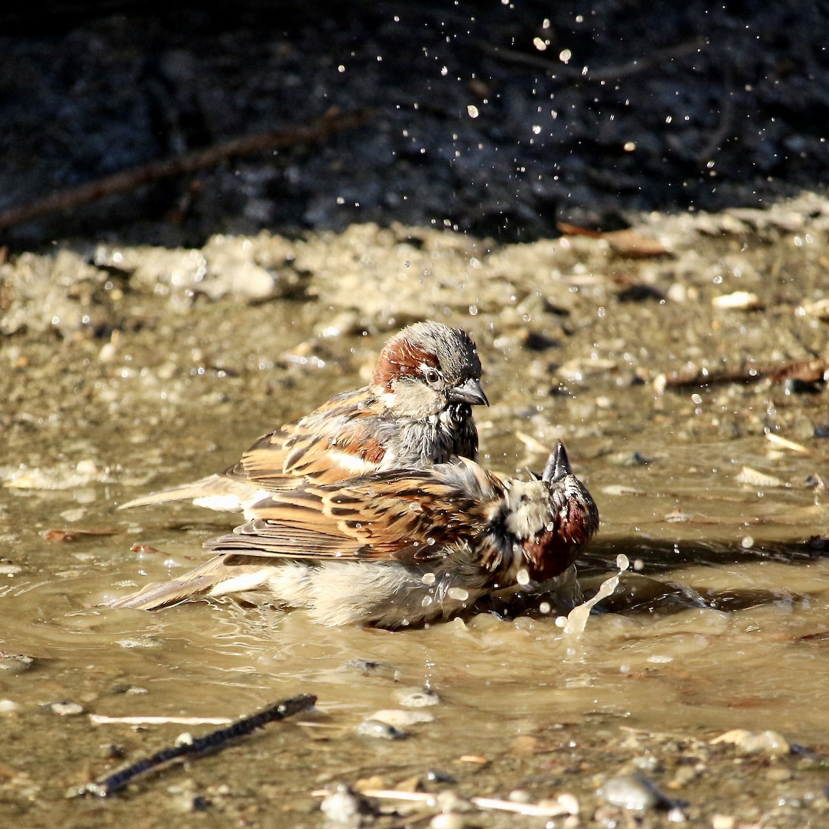 House Sparrow - ML139774301