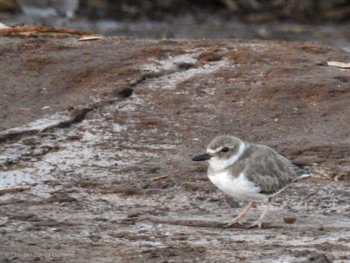 Wilson's Plover - ML139774741