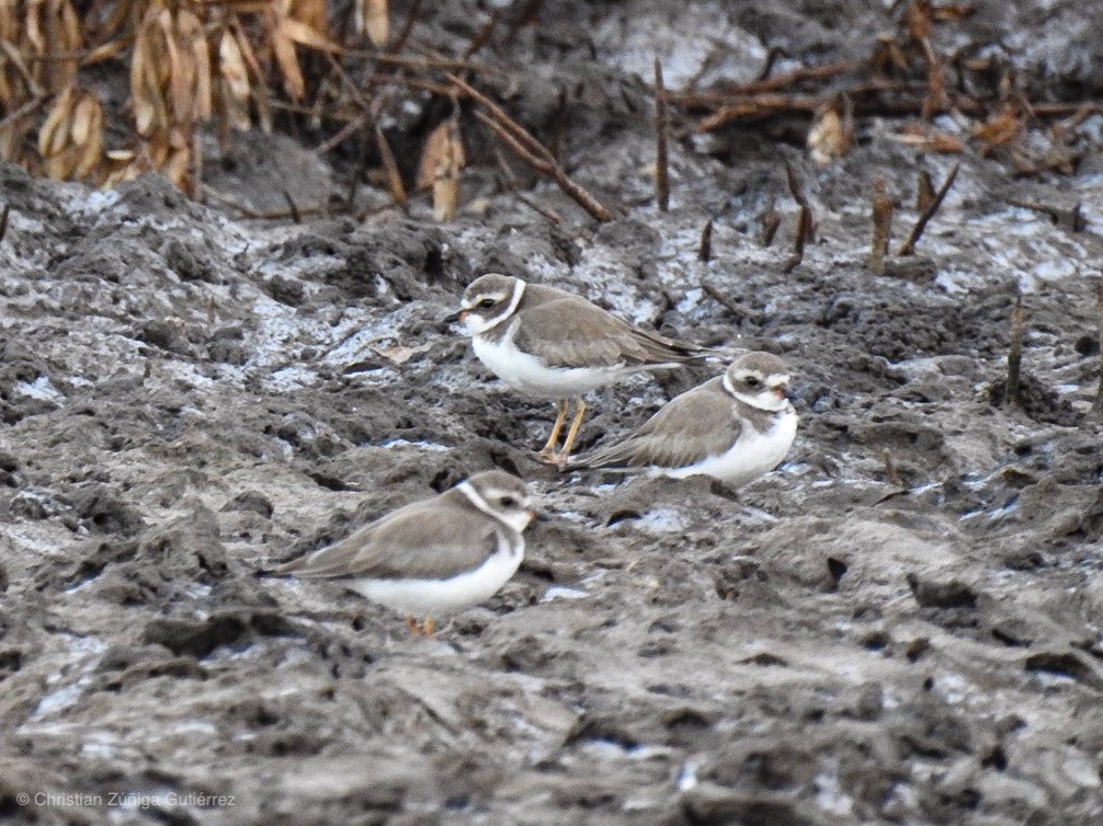 Semipalmated Plover - ML139775011