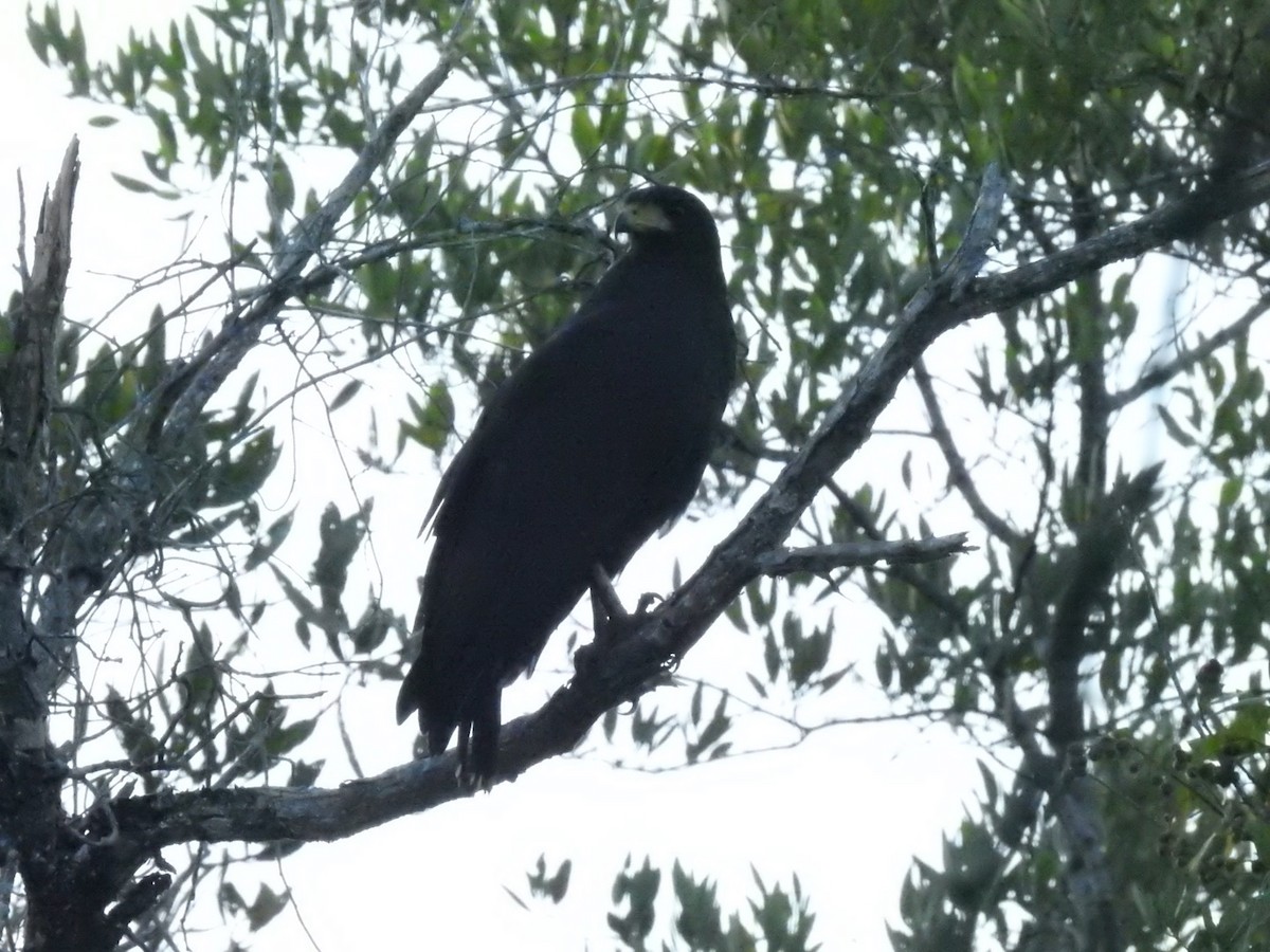 Common Black Hawk - ML139775201