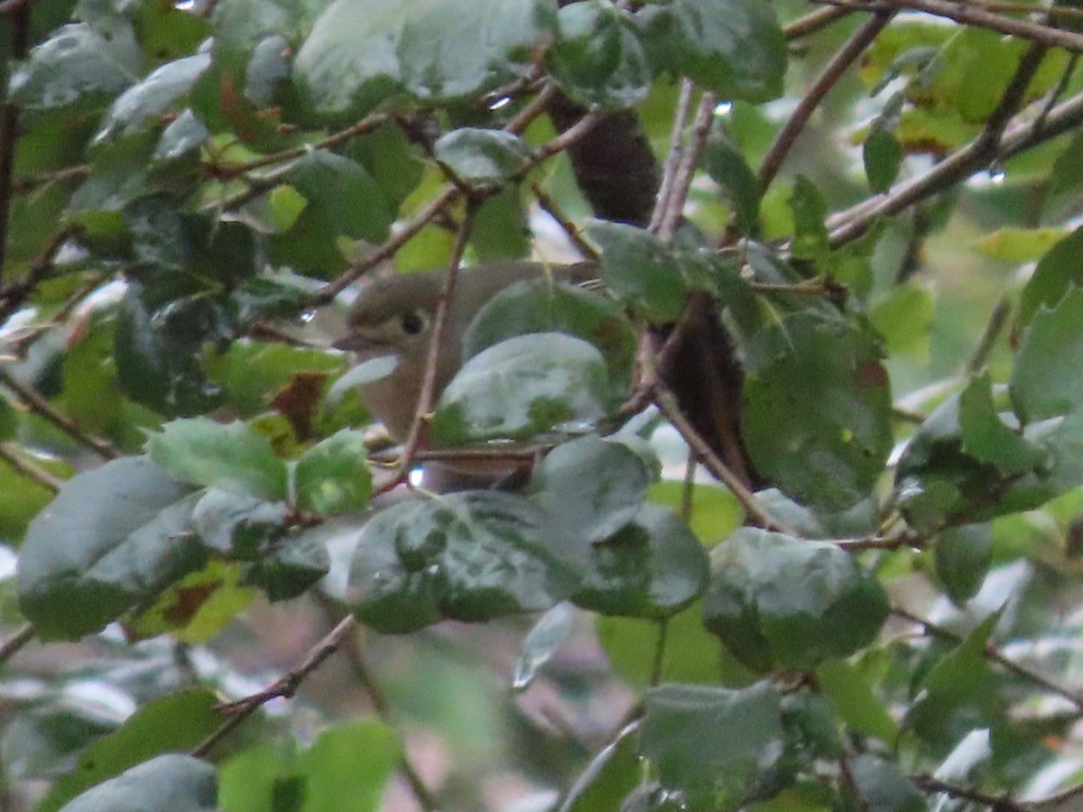 Hutton's Vireo - ML139775701