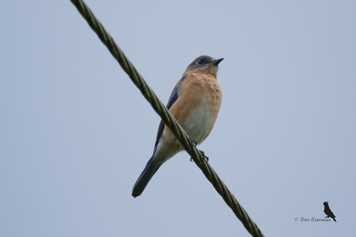Eastern Bluebird - Neto Espinossa