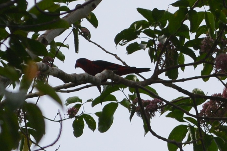 Black-winged Lory - Cathy Pasterczyk