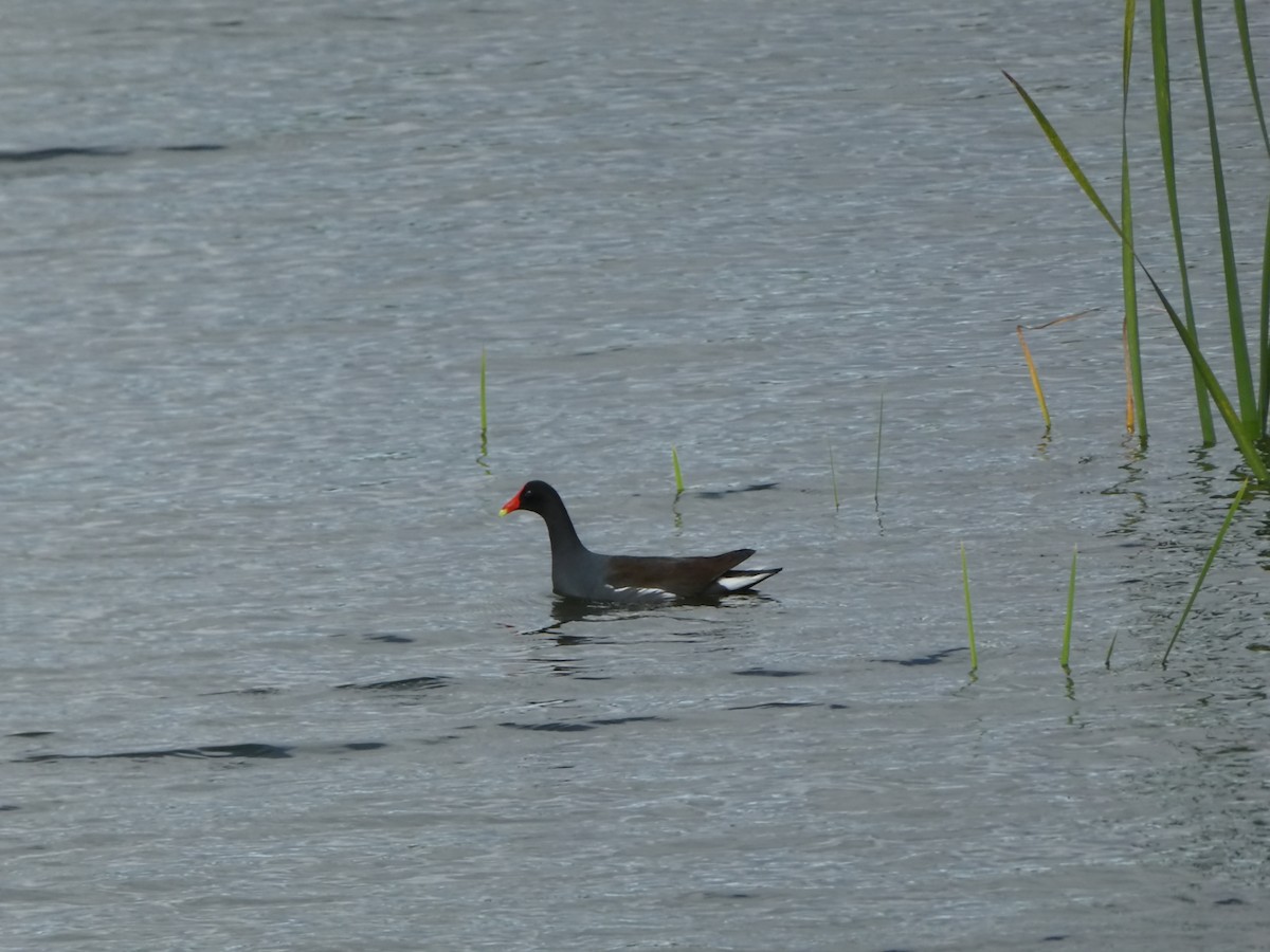 Common Gallinule (American) - ML139780301