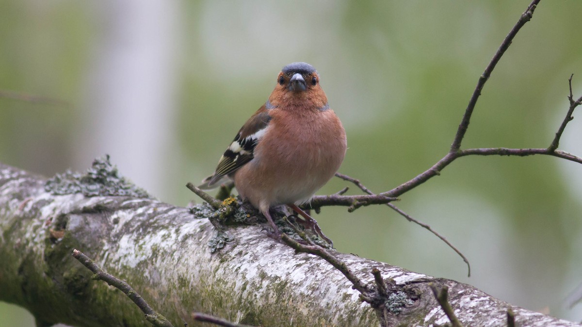 Common Chaffinch - ML139781821