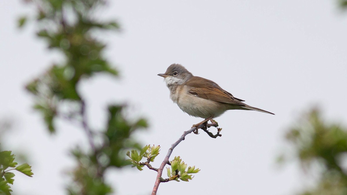 Greater Whitethroat - ML139781971