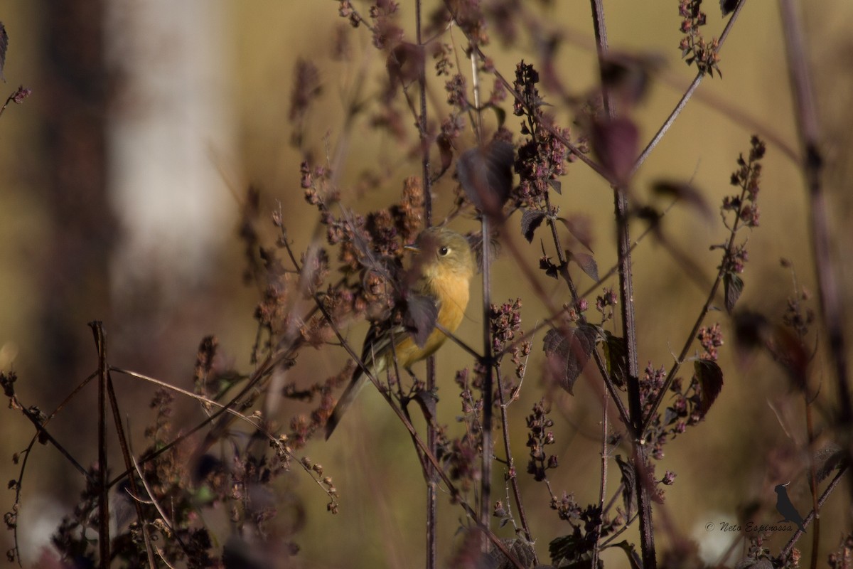 Buff-breasted Flycatcher - ML139782291