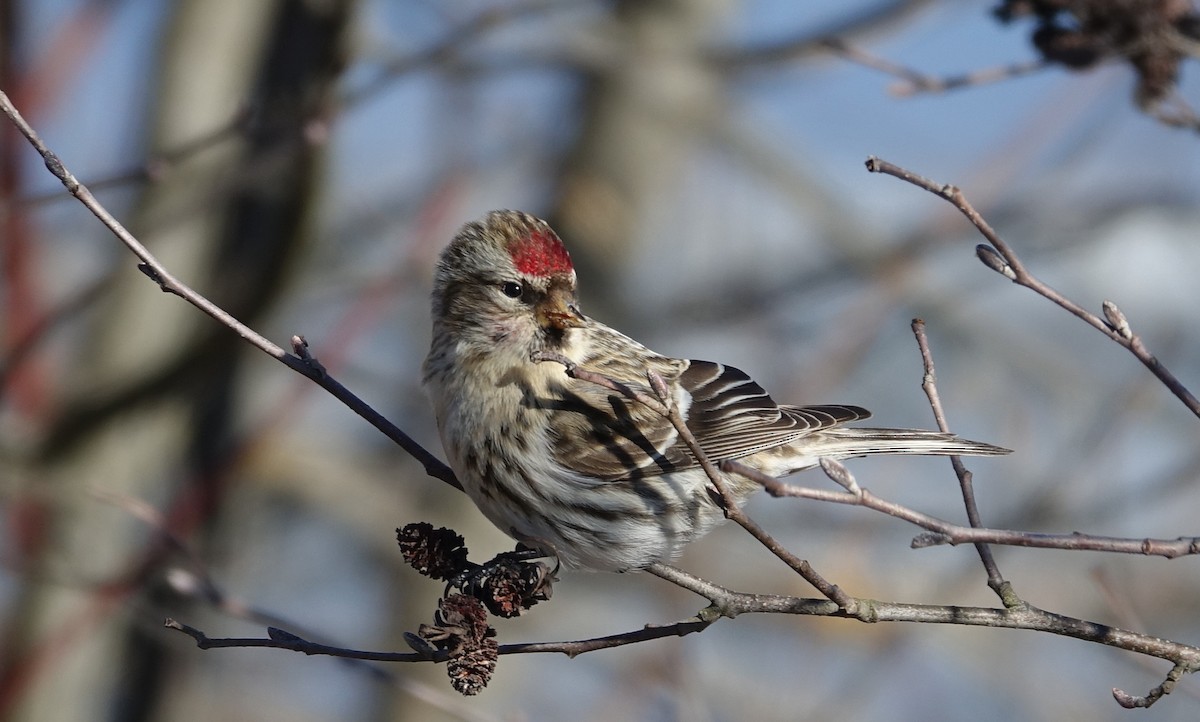 Common Redpoll - ML139782541