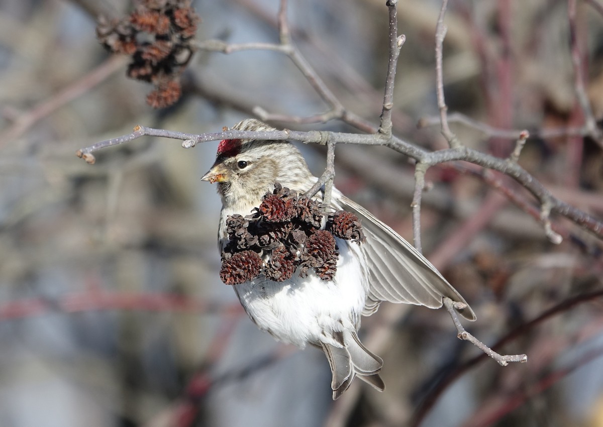 Common Redpoll - Robert Dixon