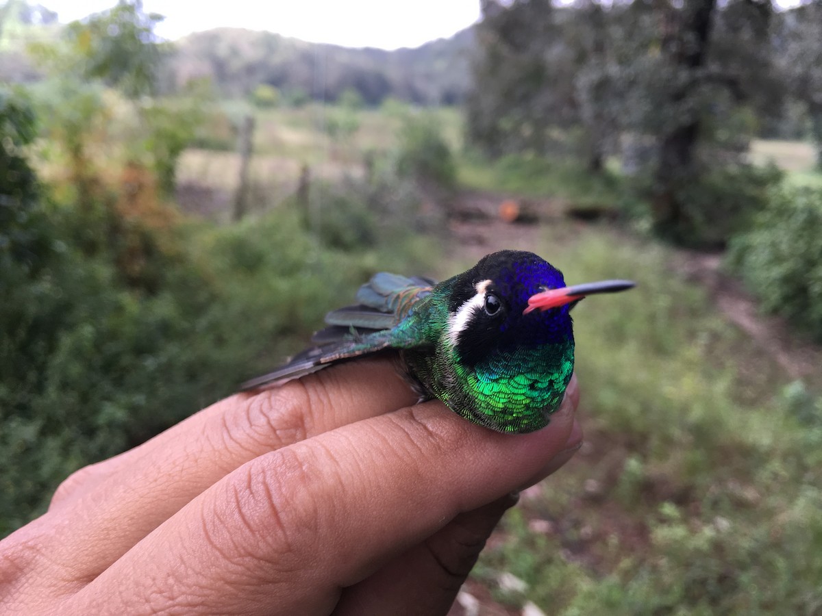 Colibrí Orejiblanco - ML139783371