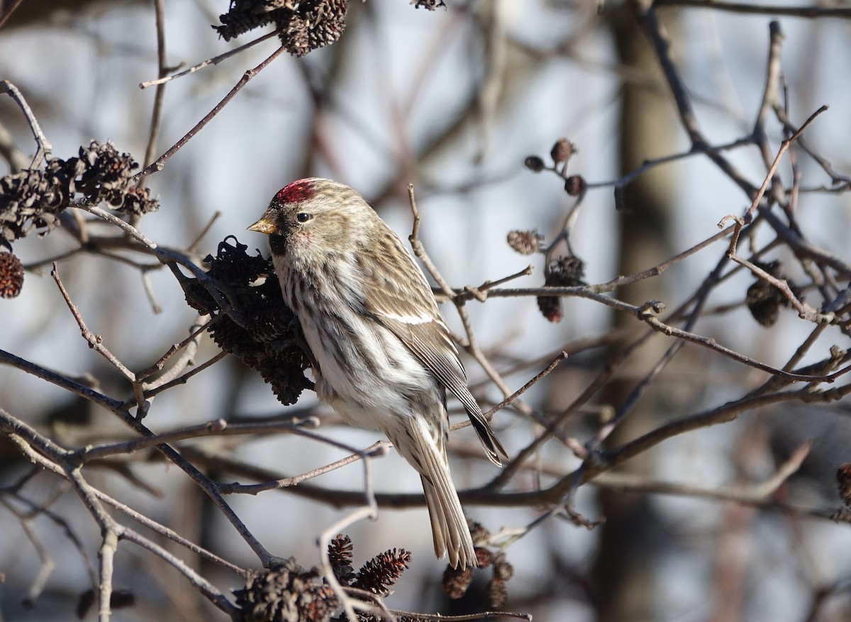 Common Redpoll - ML139783661