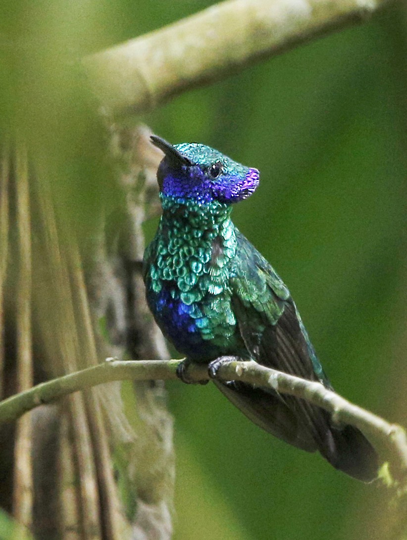 kolibřík modrolící - ML139784431