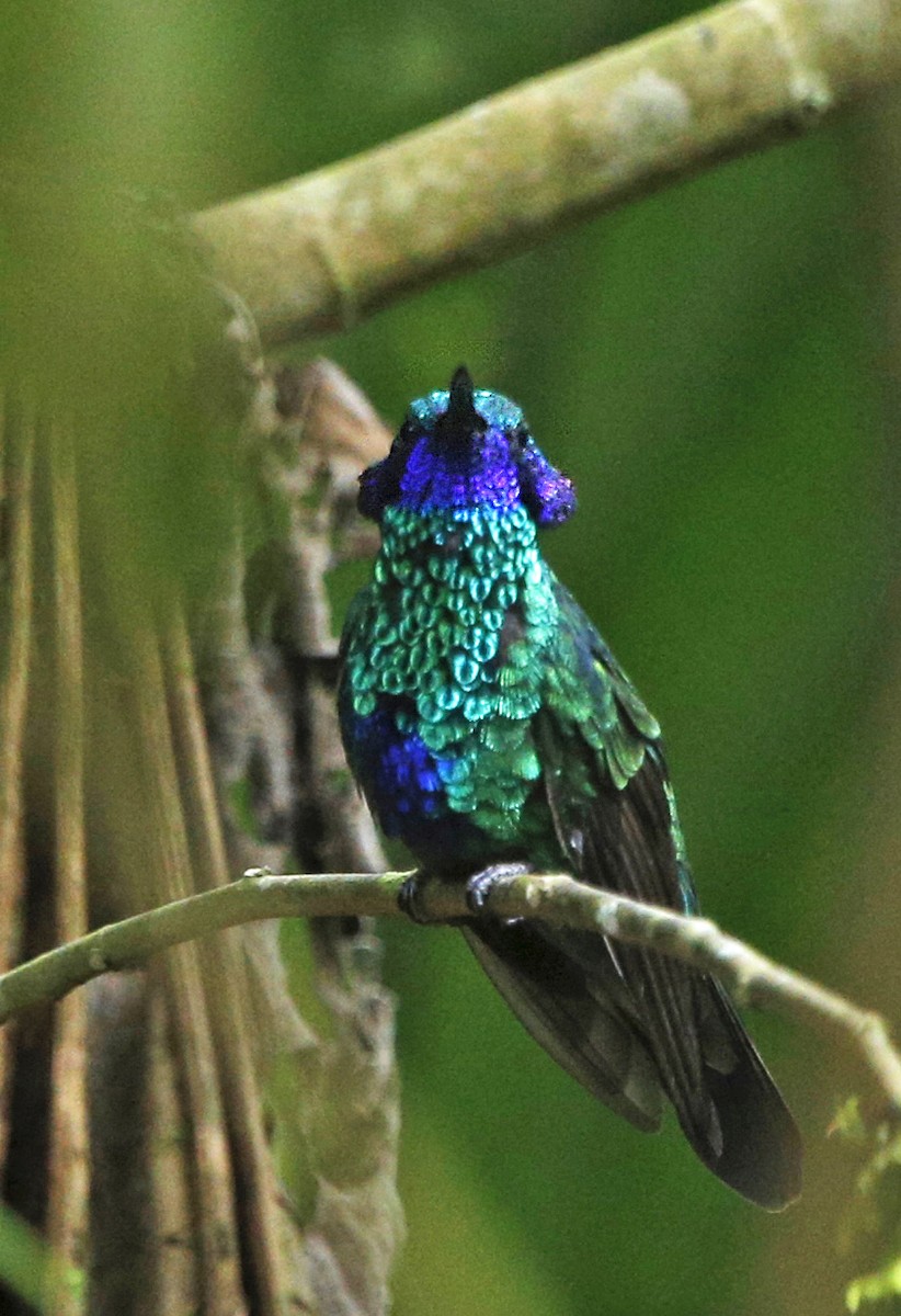 kolibřík modrolící - ML139784441