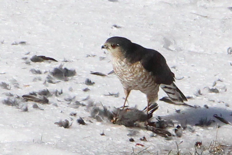 Sharp-shinned Hawk - ML139784711