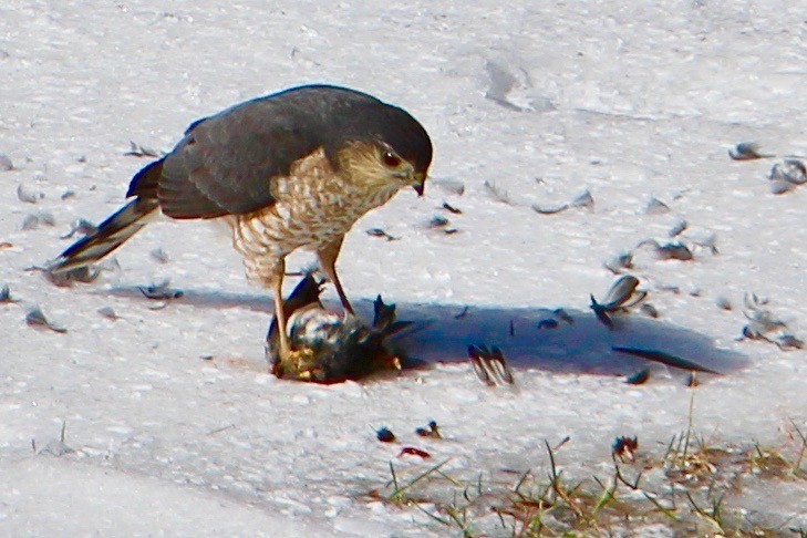 Sharp-shinned Hawk - ML139784741