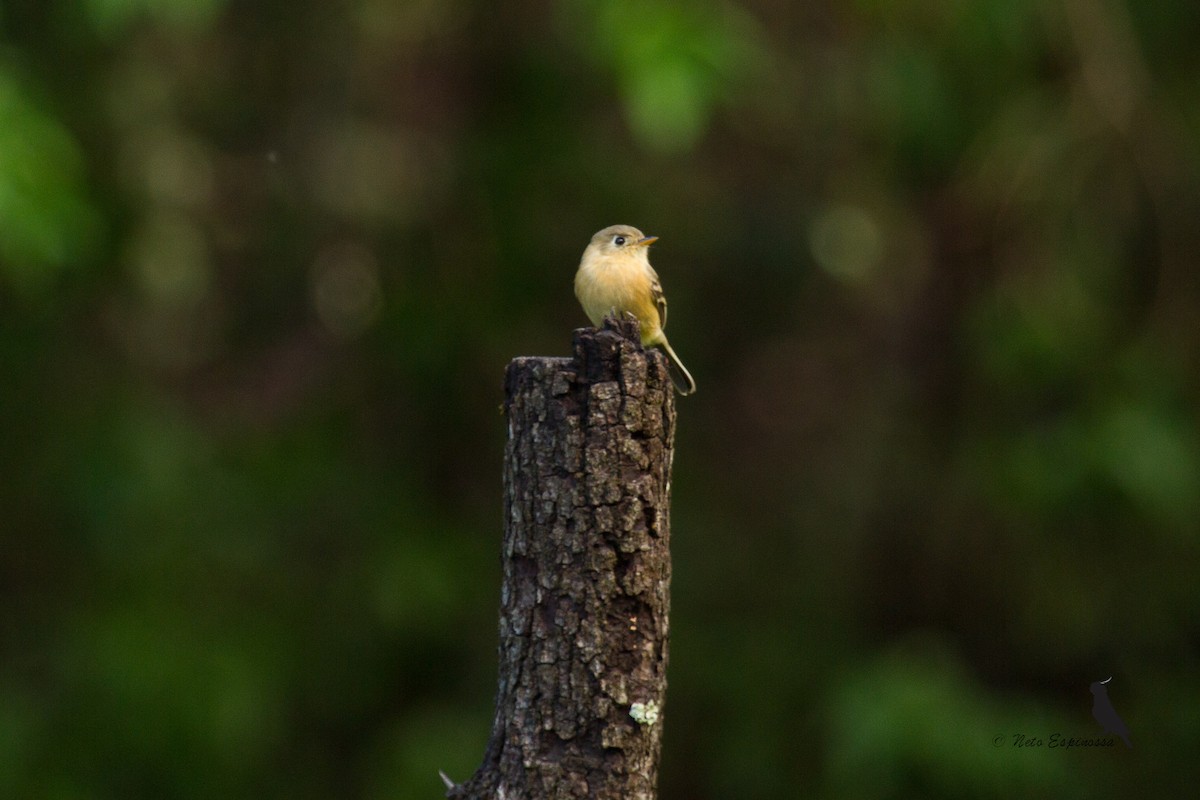 Buff-breasted Flycatcher - ML139784871