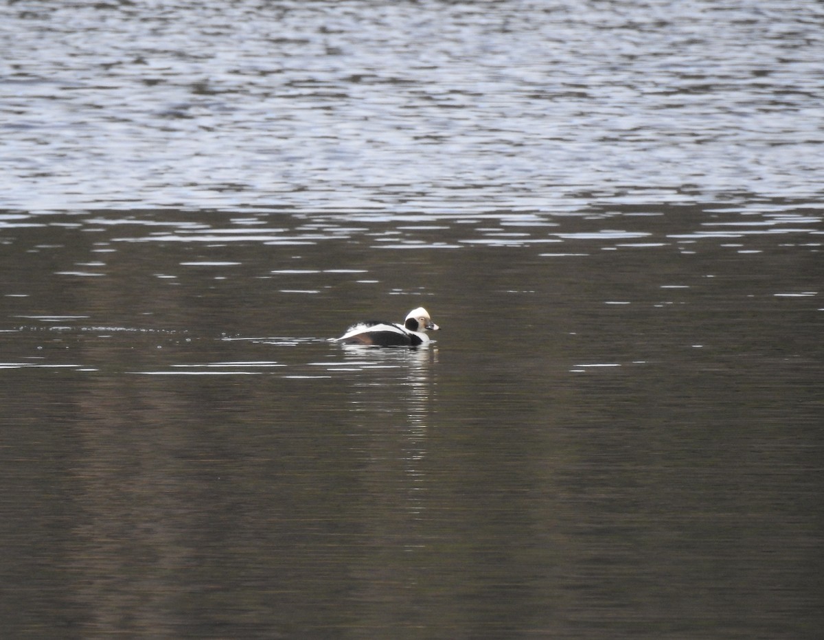 Long-tailed Duck - ML139785161