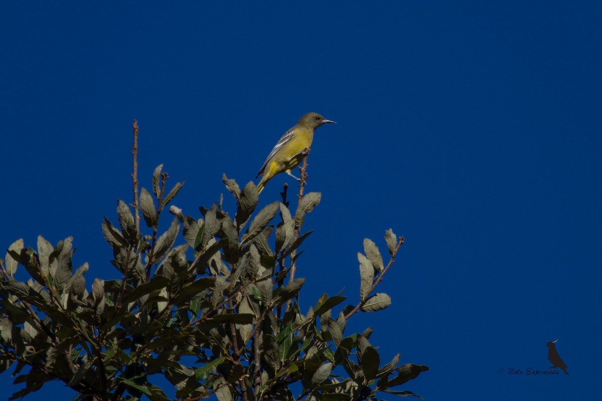 Hooded Oriole - Neto Espinossa